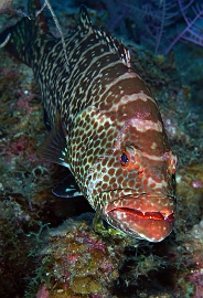 MediaEarth - Bahamas 2017 - DSC02368_rc - Tiger Grouper - Badeche tigre - Mycteroperca tigris